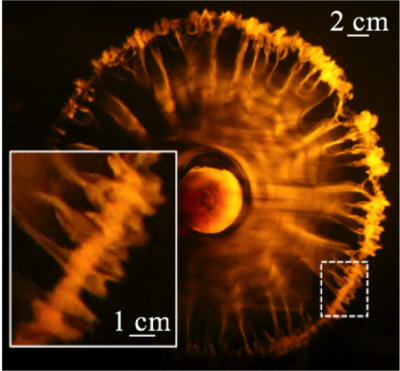 Vortex Rings 1